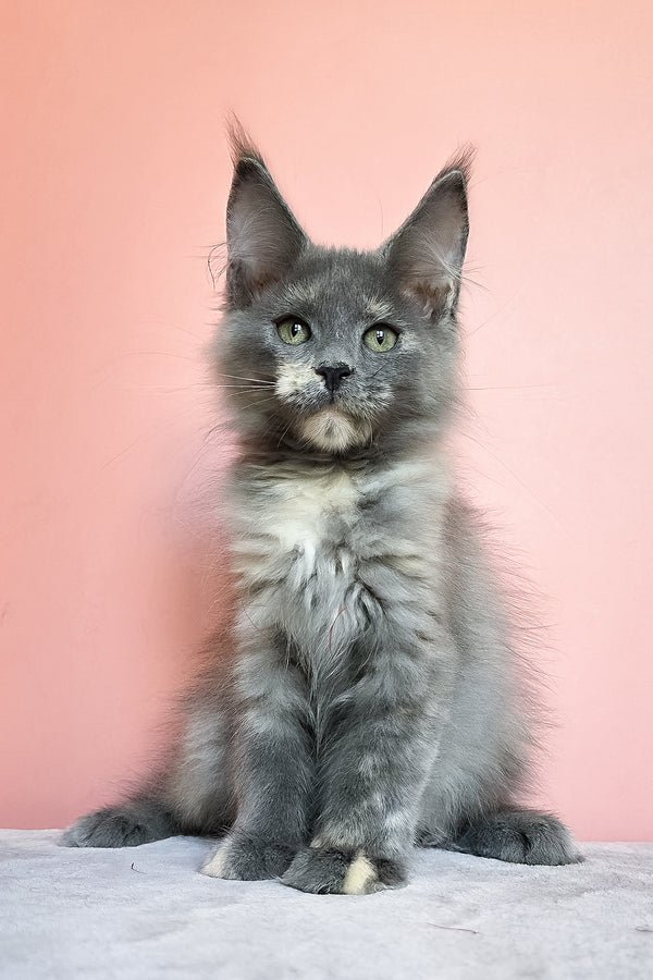 Jaconda | Maine Coon Kitten
