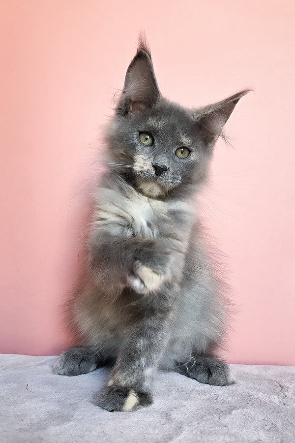 Jaconda | Maine Coon Kitten