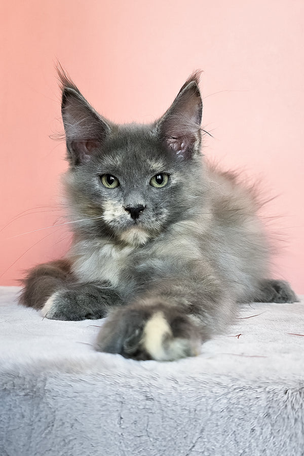 Jaconda | Maine Coon Kitten