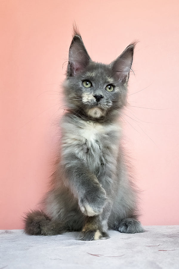 Jaconda | Maine Coon Kitten
