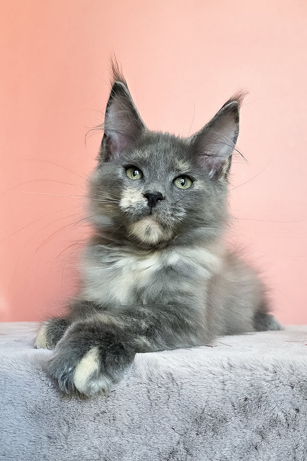 Jaconda | Maine Coon Kitten