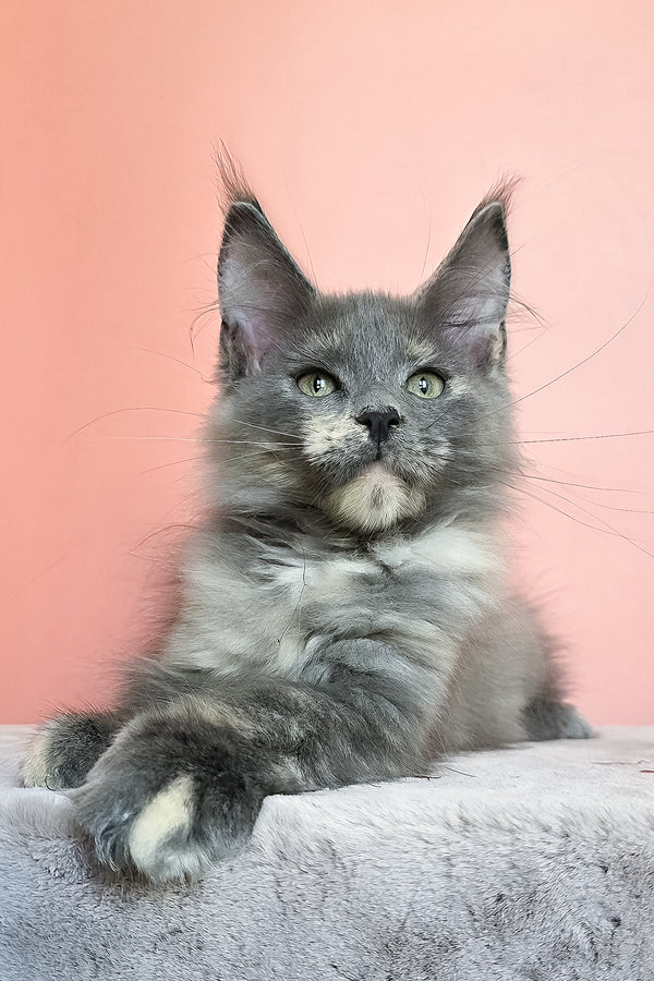 Jaconda | Maine Coon Kitten