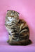 Jaconda | Scottish Fold Longhair Kitten