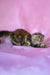 Jaconda | Scottish Fold Longhair Kitten