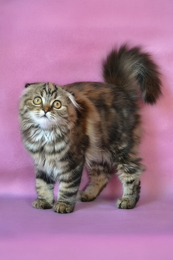 Jaconda | Scottish Fold Longhair Kitten