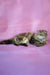 Jaconda | Scottish Fold Longhair Kitten