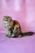 Jaconda | Scottish Fold Longhair Kitten