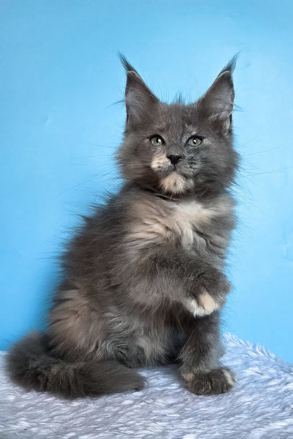 Jaconda | Maine Coon Kitten