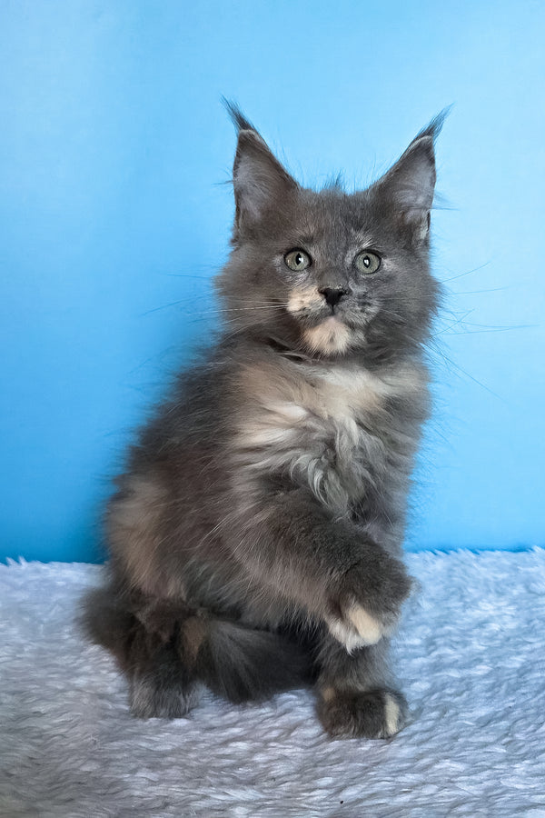 Jaconda | Maine Coon Kitten