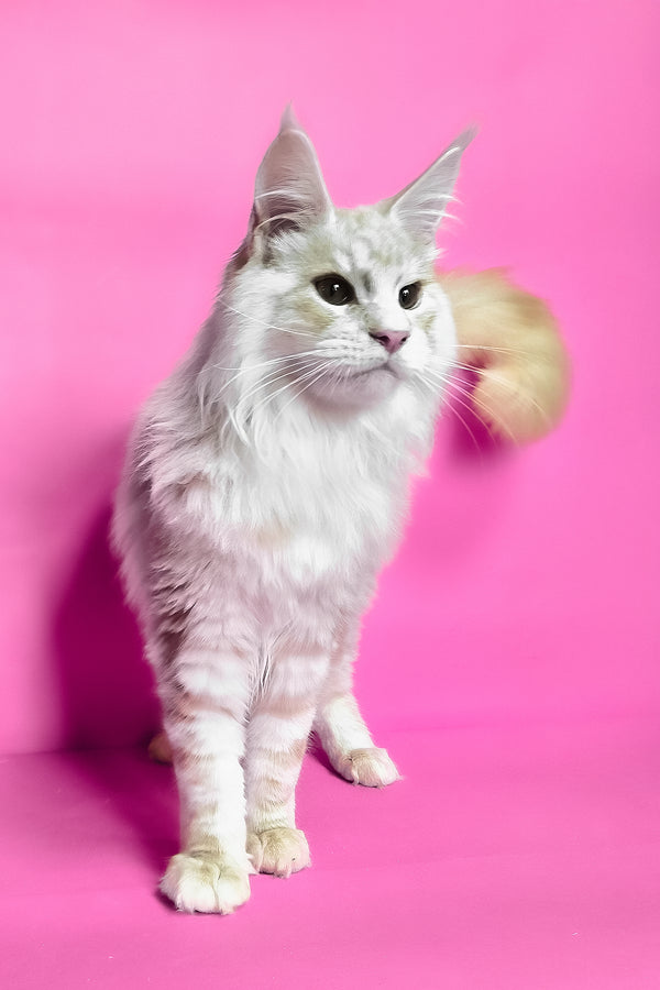 Jaguar | Maine Coon Kitten