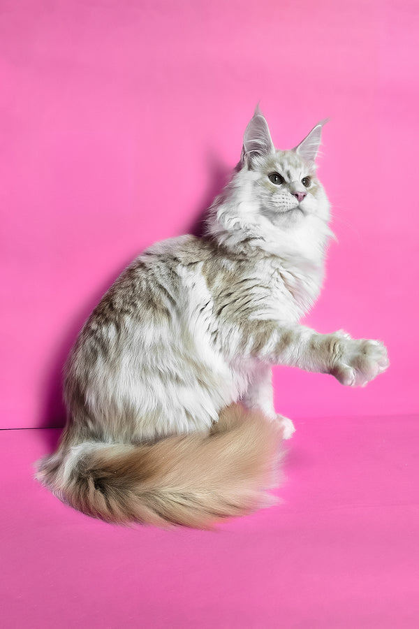 Jaguar | Maine Coon Kitten