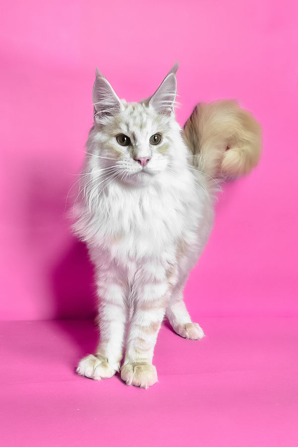 Jaguar | Maine Coon Kitten