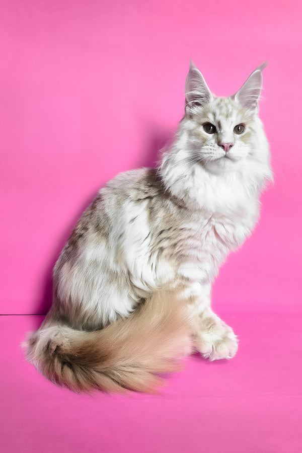 Jaguar | Maine Coon Kitten