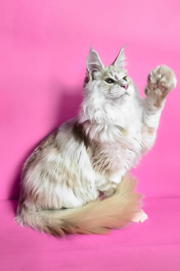 Jaguar | Maine Coon Kitten