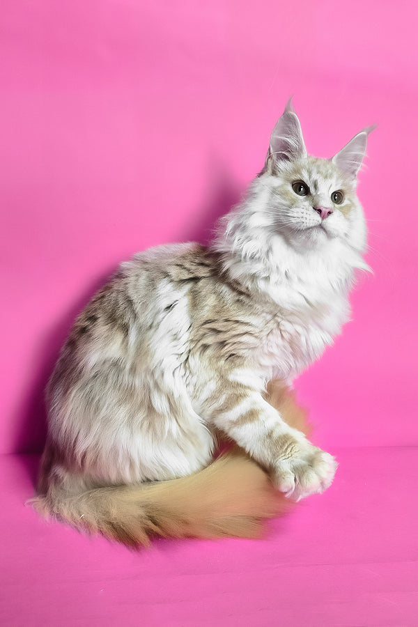 Jaguar | Maine Coon Kitten