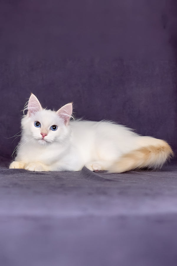 Jamal | Siberian Kitten