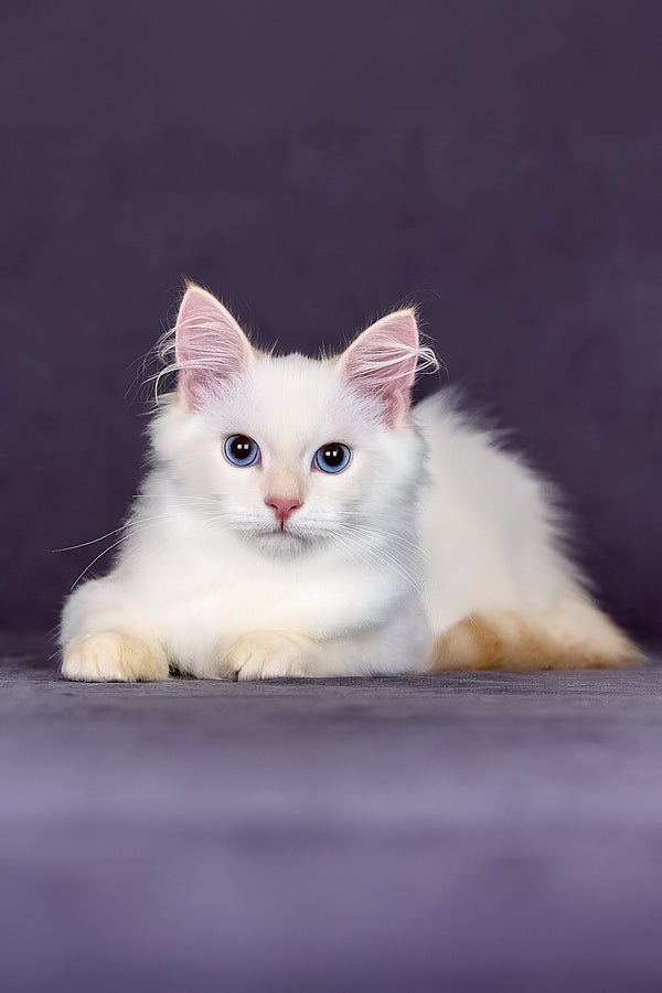 Jamal | Siberian Kitten