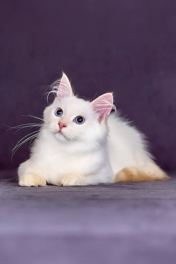 Jamal | Siberian Kitten