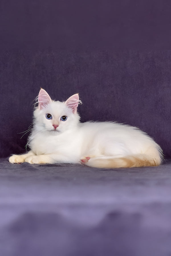 Jamal | Siberian Kitten