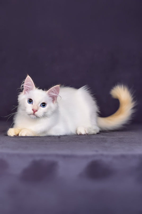 Jamal | Siberian Kitten