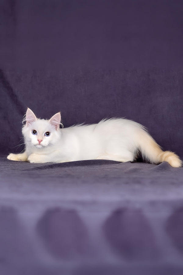 Jamal | Siberian Kitten