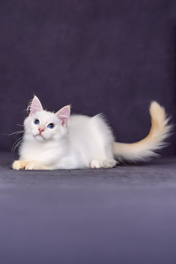 Jamal | Siberian Kitten