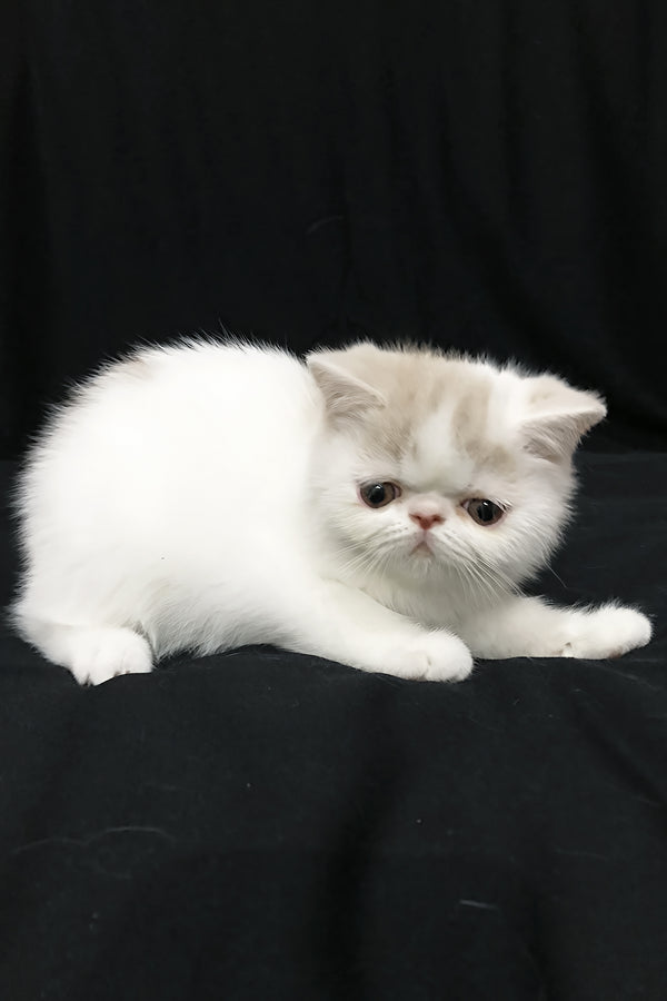 Jasmine | Exotic Shorthair Kitten