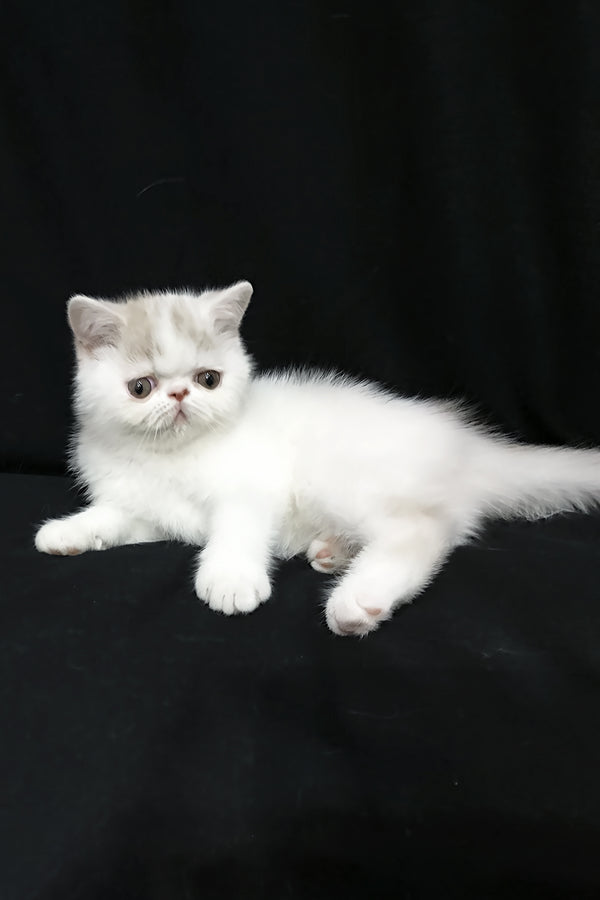 Jasmine | Exotic Shorthair Kitten
