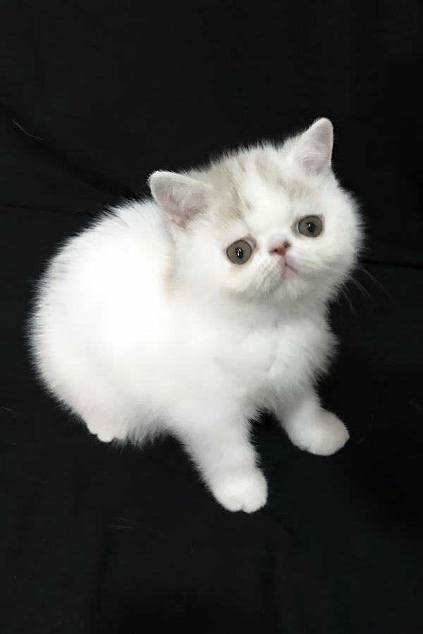 Jasmine | Exotic Shorthair Kitten