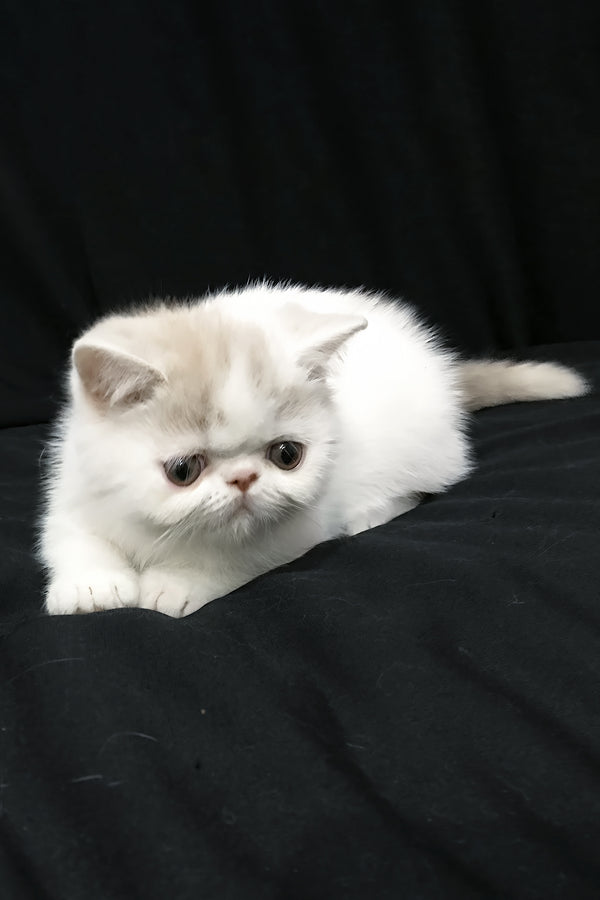 Jasmine | Exotic Shorthair Kitten