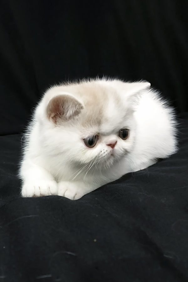 Jasmine | Exotic Shorthair Kitten
