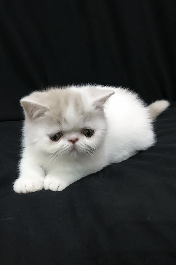 Jasmine | Exotic Shorthair Kitten
