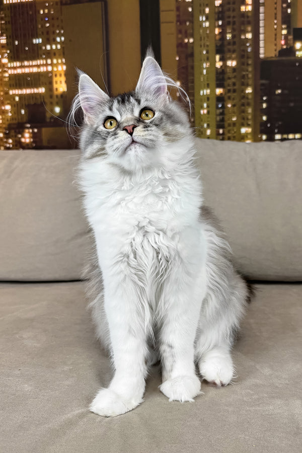 Jasmine | Maine Coon Kitten