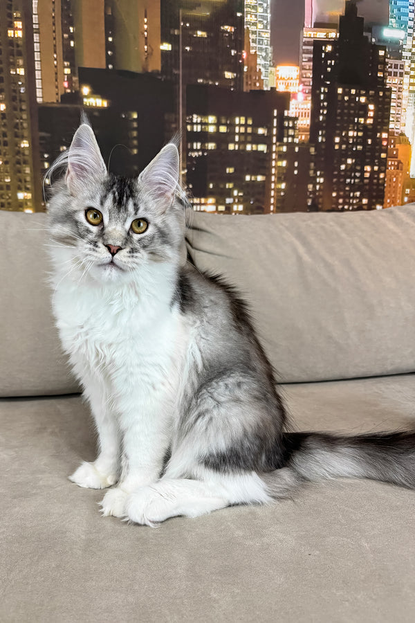 Jasmine | Maine Coon Kitten