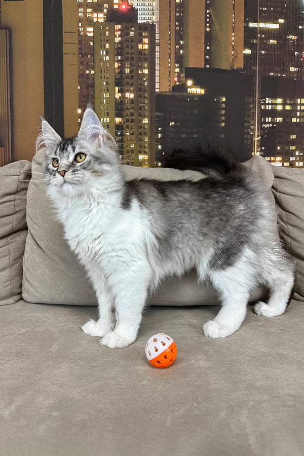 Jasmine | Maine Coon Kitten