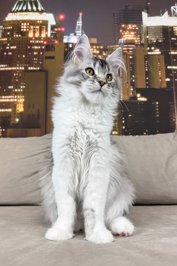 Jasmine | Maine Coon Kitten