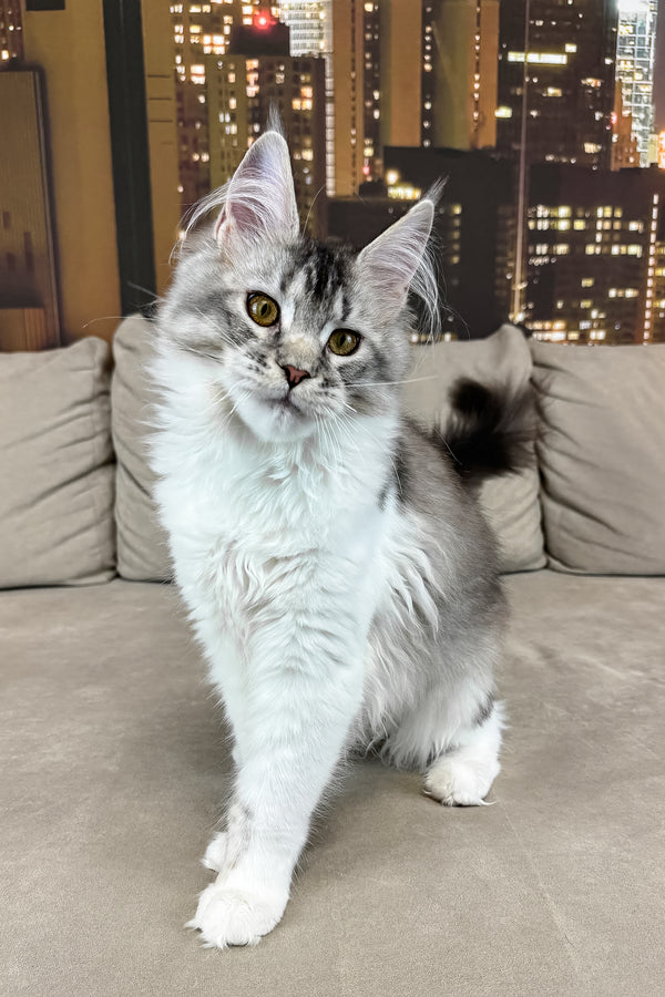 Jasmine | Maine Coon Kitten