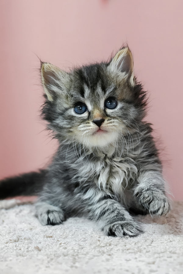 Jasper | Siberian Kitten