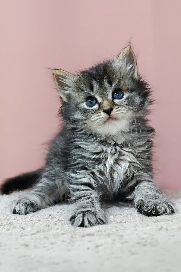 Jasper | Siberian Kitten