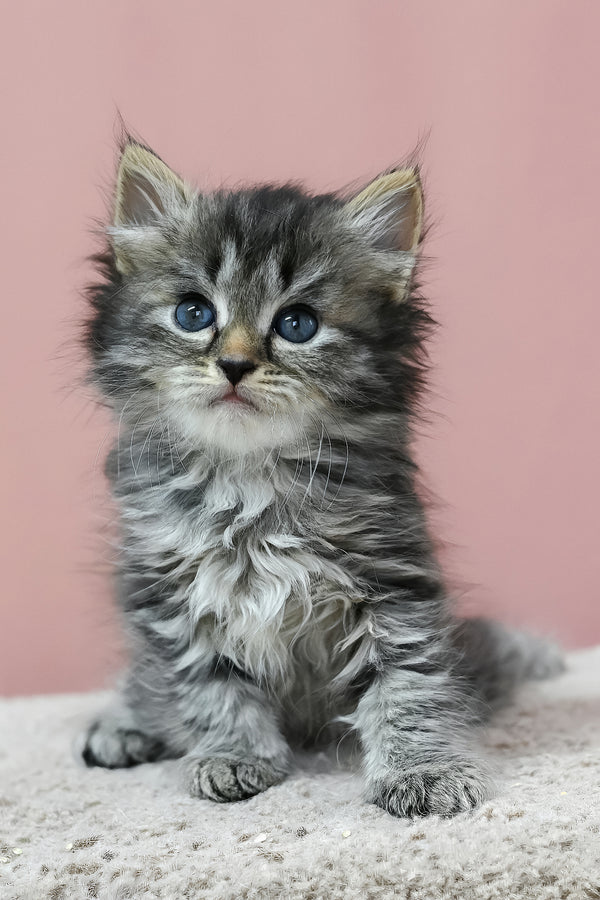 Jasper | Siberian Kitten