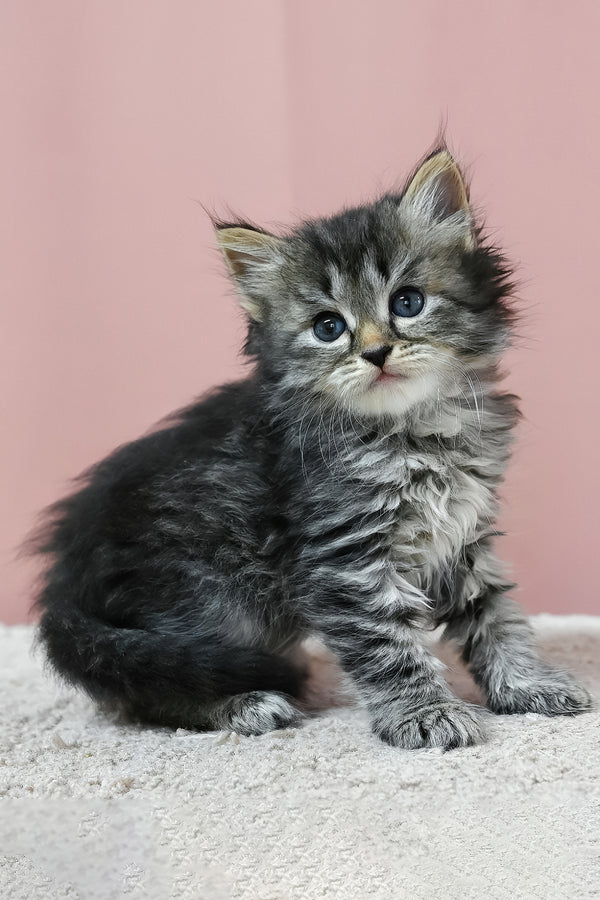 Jasper | Siberian Kitten
