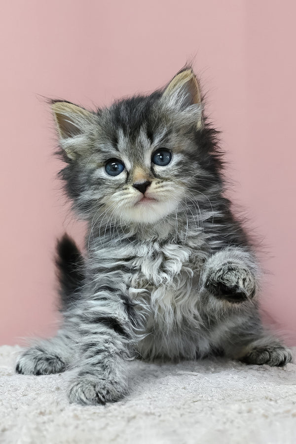 Jasper | Siberian Kitten