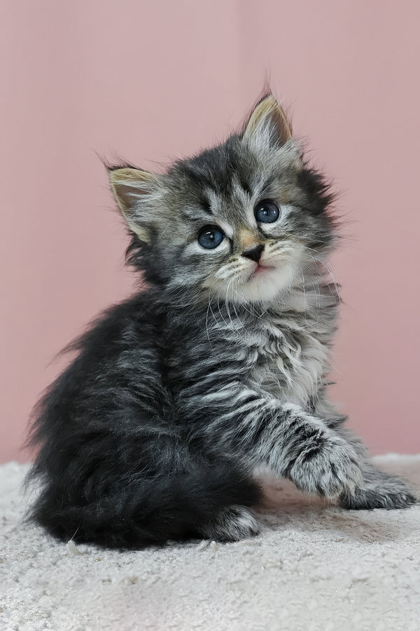 Jasper | Siberian Kitten