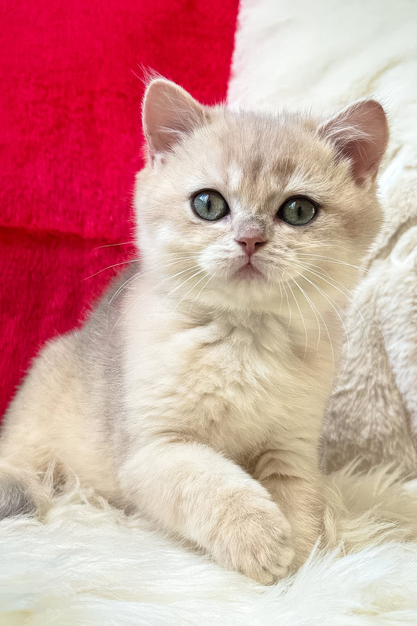 Jek | British Shorthair Kitten