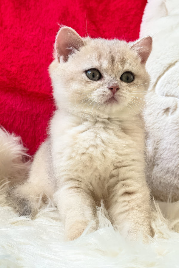 Jek | British Shorthair Kitten
