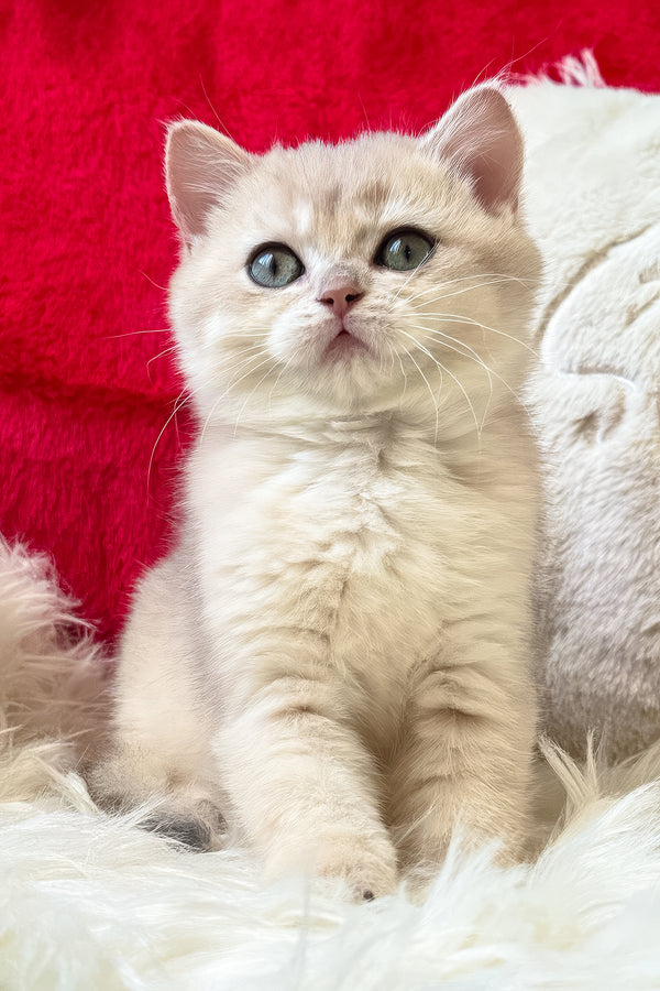 Jek | British Shorthair Kitten
