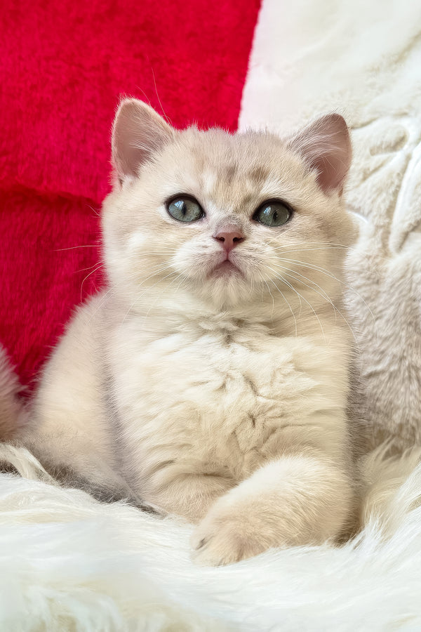 Jek | British Shorthair Kitten