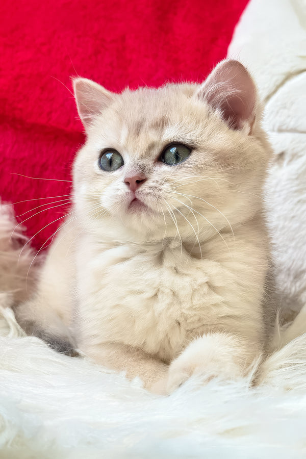 Jek | British Shorthair Kitten