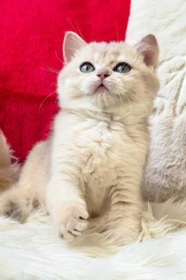 Jek | British Shorthair Kitten