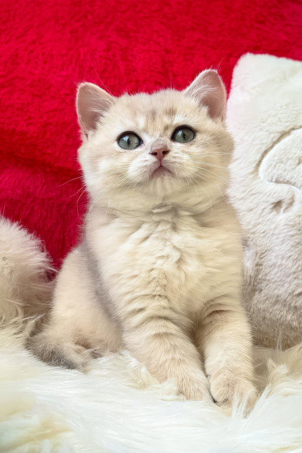 Jek | British Shorthair Kitten